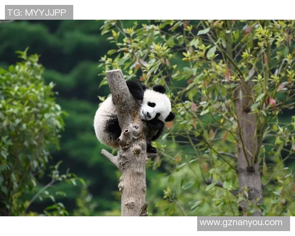 足球巨星走进熊猫乐园共度温馨时光见证人与自然和谐之美